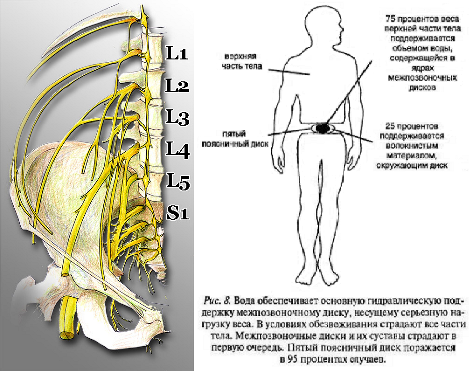 Ваше тело. Из чего состоит межпозвонковый диск. Межпозвонковый диск под нагрузкой. Свободное тела в межпозвоночном диске. В каком ИП происходит максимальная нагрузка на межпозвоночные диски.